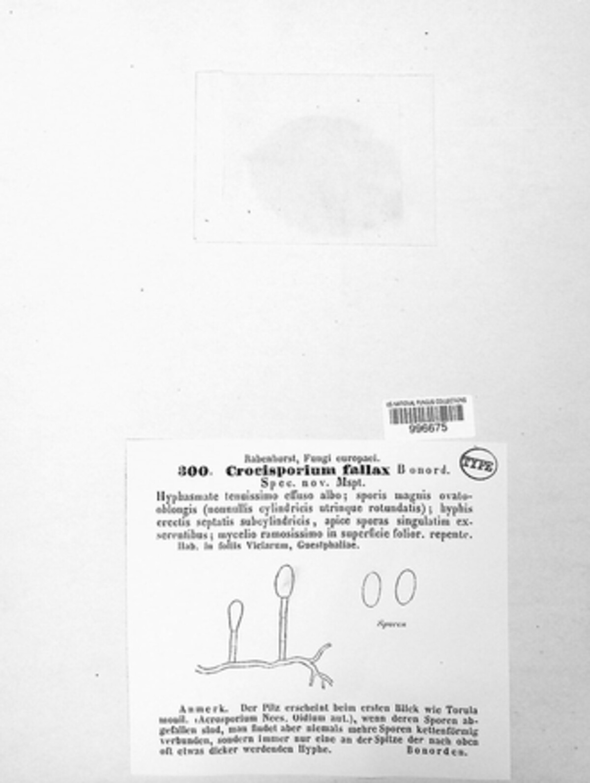 Crocysporium fallax image